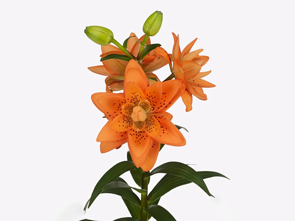 Лилия азиатская Датч Дизайн 3 шт размер 16/18 Закупка М67 апрель 2026