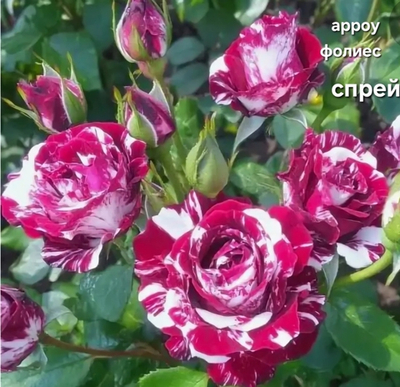 Саженцы роз спреи АРРОУ ФОЛИЕС