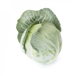 Аксиома F1 семена капусты белокочанной (Rijk Zwaan / Райк Цваан)