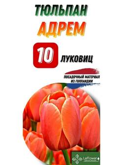 тюльпан Адрэм 10луковиц,Голландия