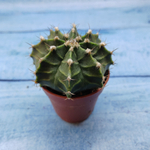 Gymnocalycium Friedrichii (Гимнокалициум)