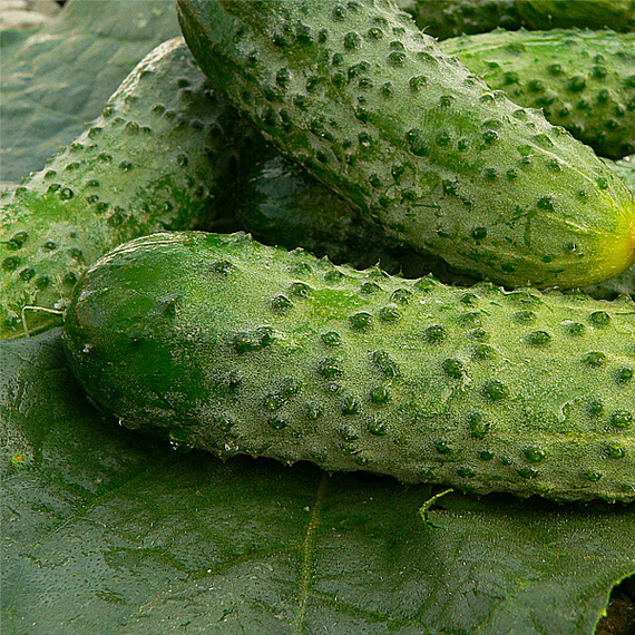 Герман_F1_семена_огурца_партенокарпического_Seminis_цена – фото 6