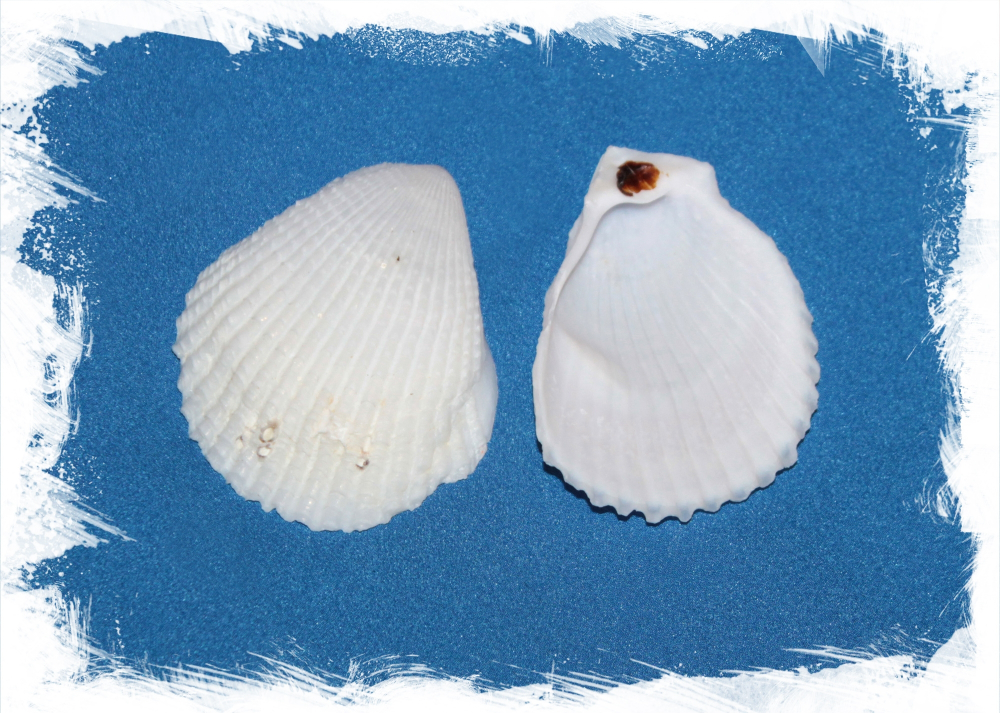 Лима (пара), 5-7см, 1шт