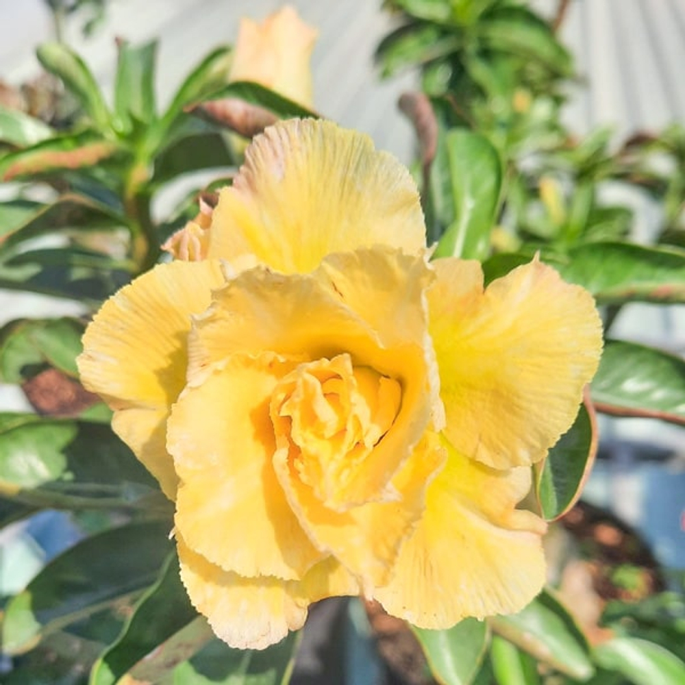 Адениум обесум 373