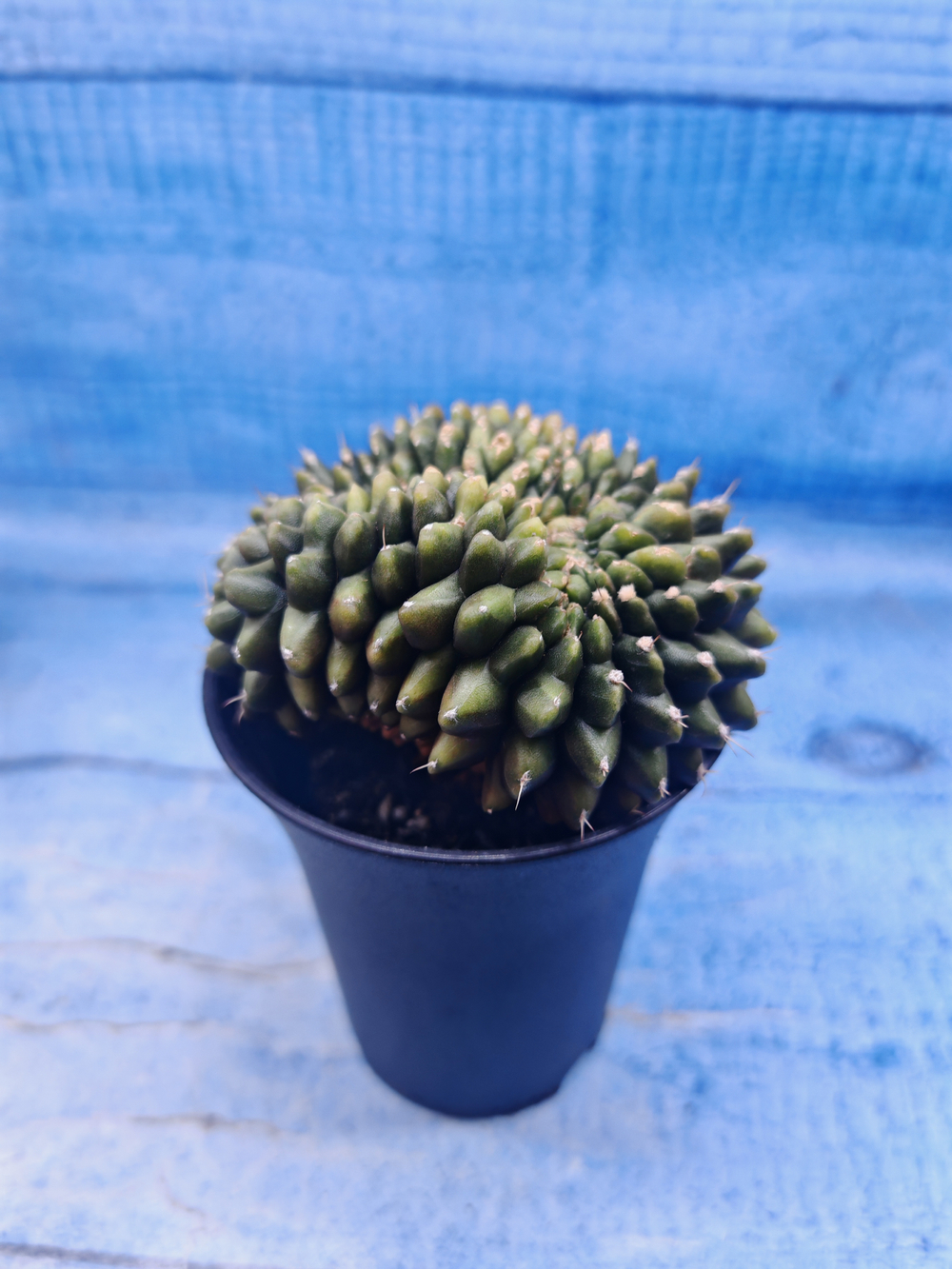 Gymnocalycium Spineless Crested form (Гимнокалициум)