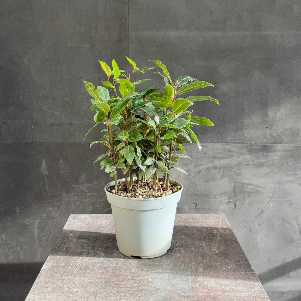 Лавр благородный (Laurus nobilis)