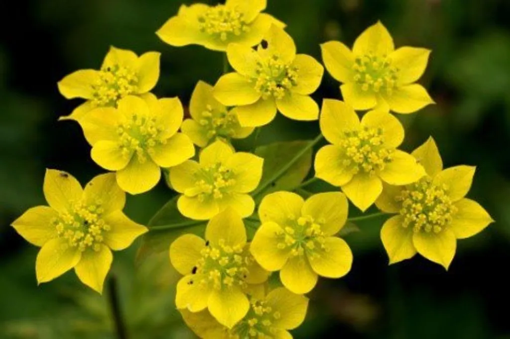 Трава володушки золотистой