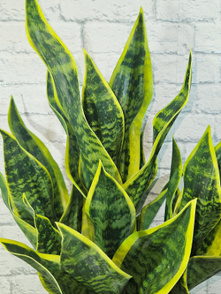 Щучий хвост Дракон зеленый в кашпо