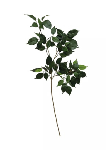 Ветка фикуса Бенджамина