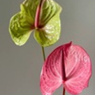 Наши любимчики