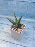 Sansevieria Jewel Crown (Сансевиерия)