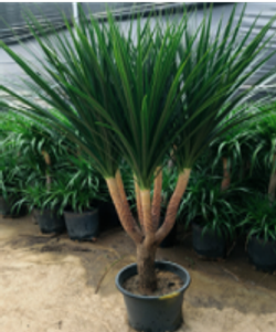 Драцена angustifolia Dragon's Blood Tree д.30
