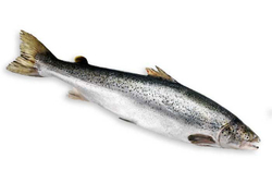 Голец свежемороженый, штучно