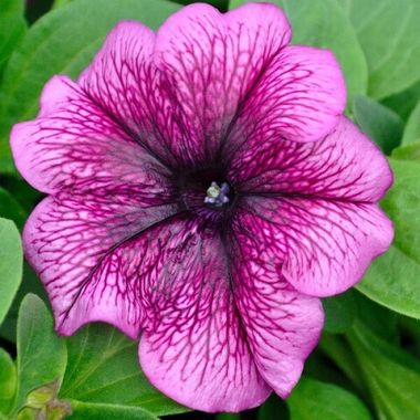 S60142 Петуния кустовая Grandiflora Limbo GP Plum 10шт.