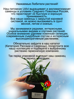 Гвоздика Динамит красно пурпурная
