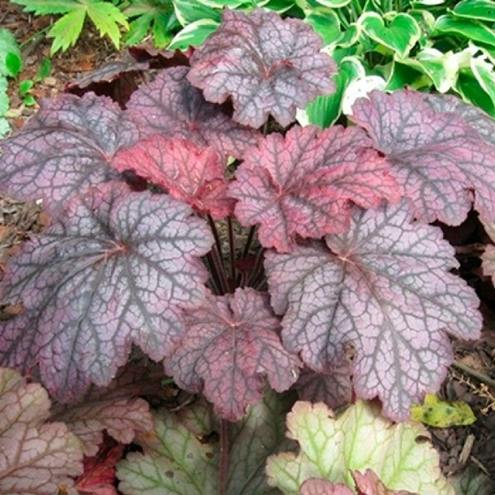 Гейхера Магнум