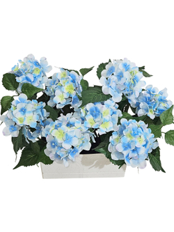 Гортензия голубая 35см в балконном ящике