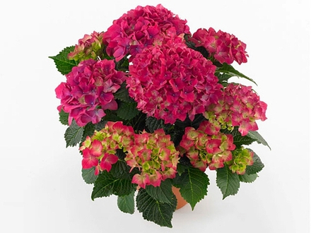 Red Beauty/Ред бьюти (Стандарт поставки Р9)2025г.