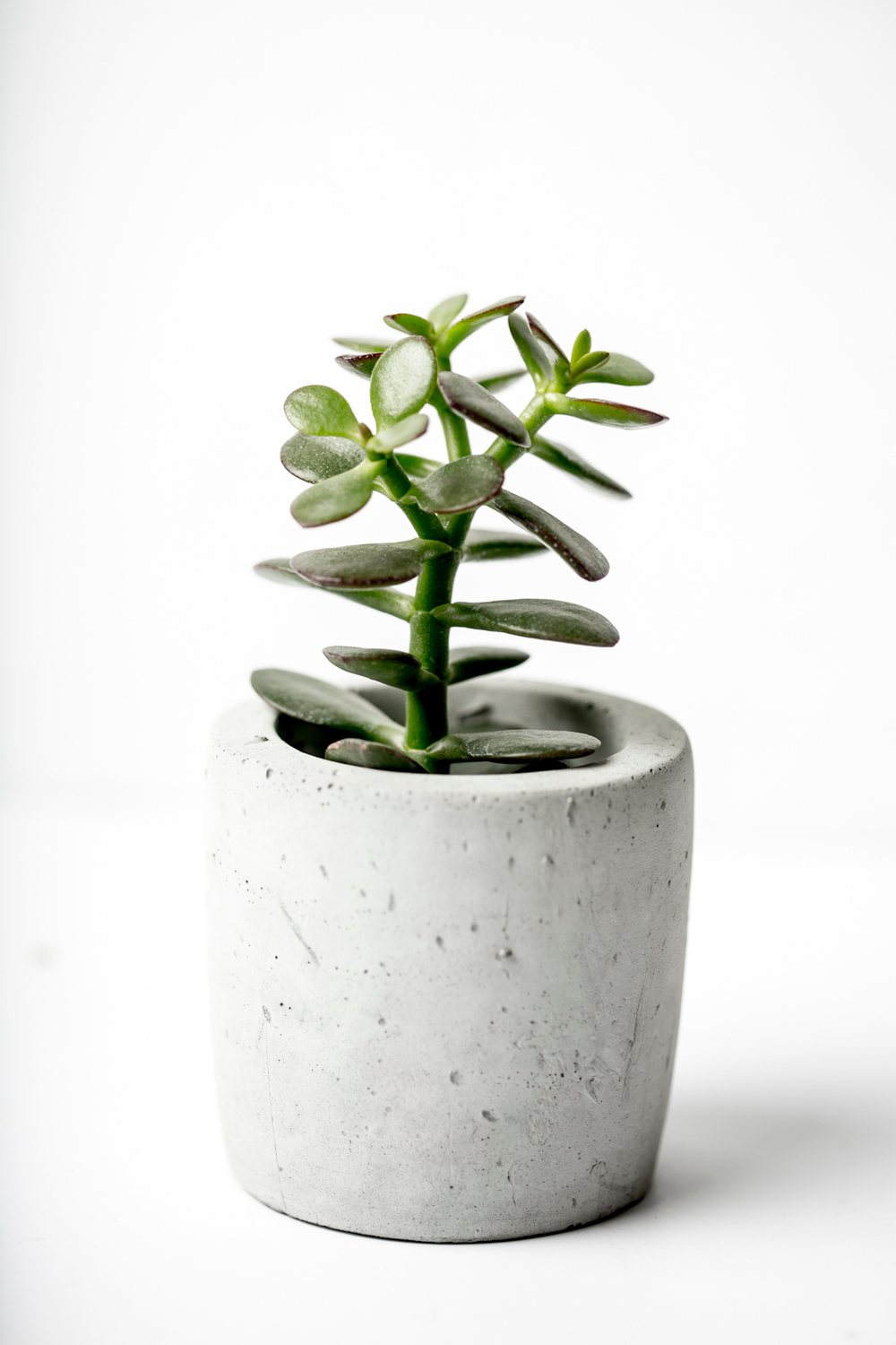 Крассула Денежное дерево d 5 см