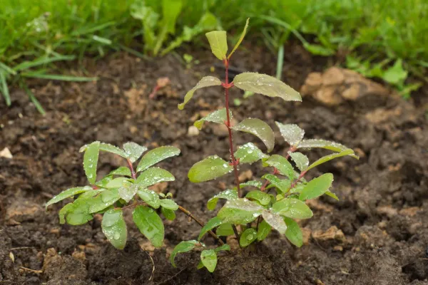 Март — лучшее время для посадки жимолости! Раскрываем секрет её раннего пробуждения