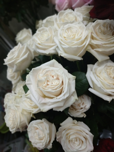 Роза Плай Бланка