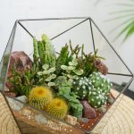Готовый флорариум с кактусами Икос