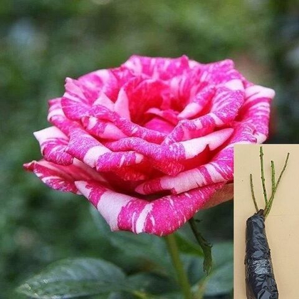 Роза Пинк Интуишн чайно-гибридная саженец с ОКС.