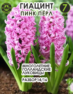 Луковицы цветов Гиацинт пинк перл, 7 шт