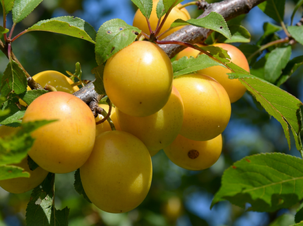 Саженец сливы «Светлячок» (Желтая, Медовая, Морозостойкая)