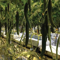 Тару F1 семена огурца партенокарпического (De Ruiter Seeds / Де Ройтер Сидс)