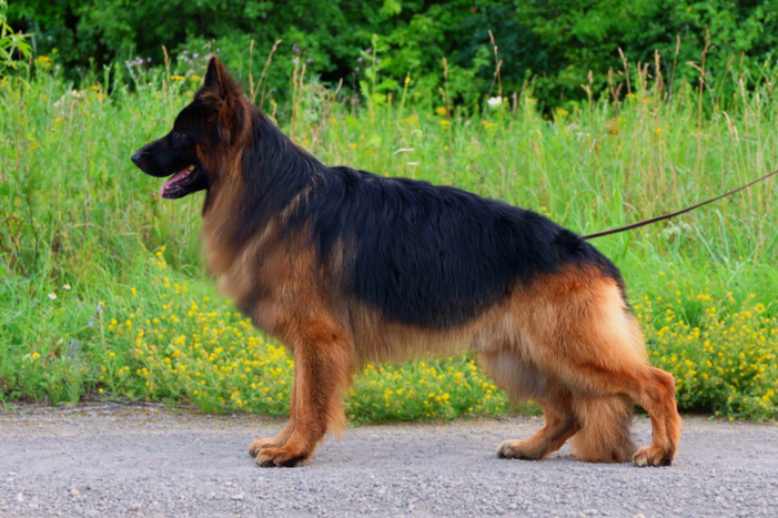 ЭЛЬБАР Фон Лихтенфауст