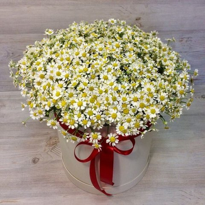 Коробка из 51 ромашки