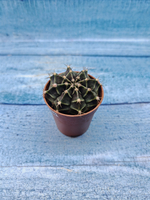 Gymnocalycium Friedrichii (Гимнокалициум)