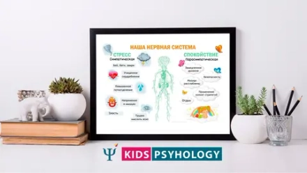 Демонстрационный материал "Наша нервная система"