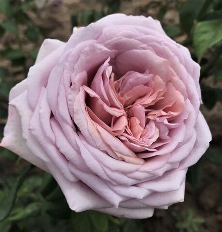 Зе Прайд (The Pride)