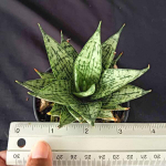 Сансевиерия MARGARITA