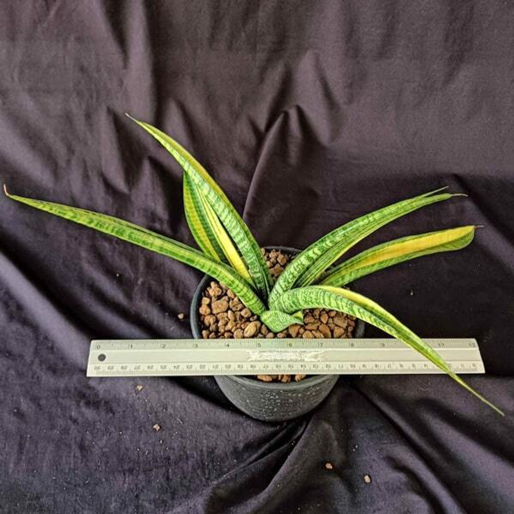 Сансевиерия GOLDEN SILK VAR