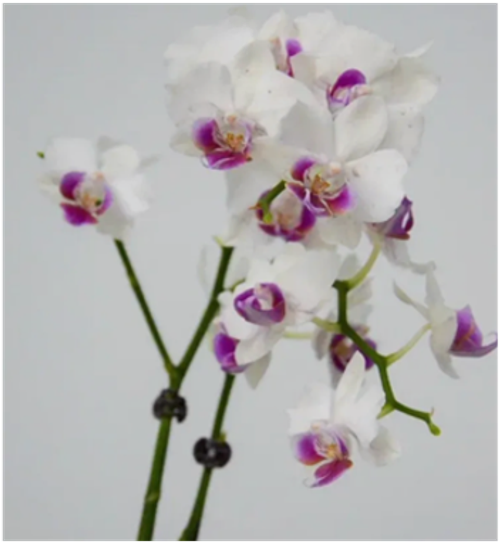 Фаленопсис белый д.9