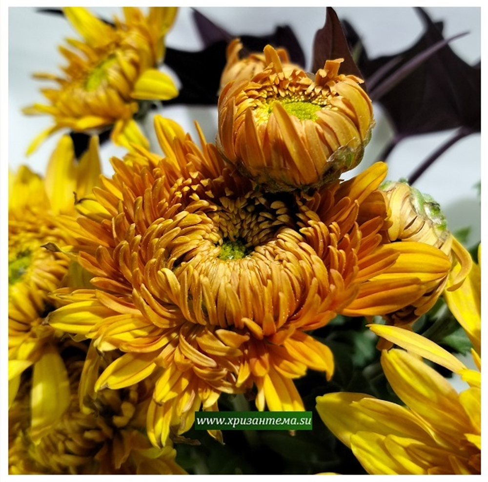 Корейская хризантема ярко оранжевая