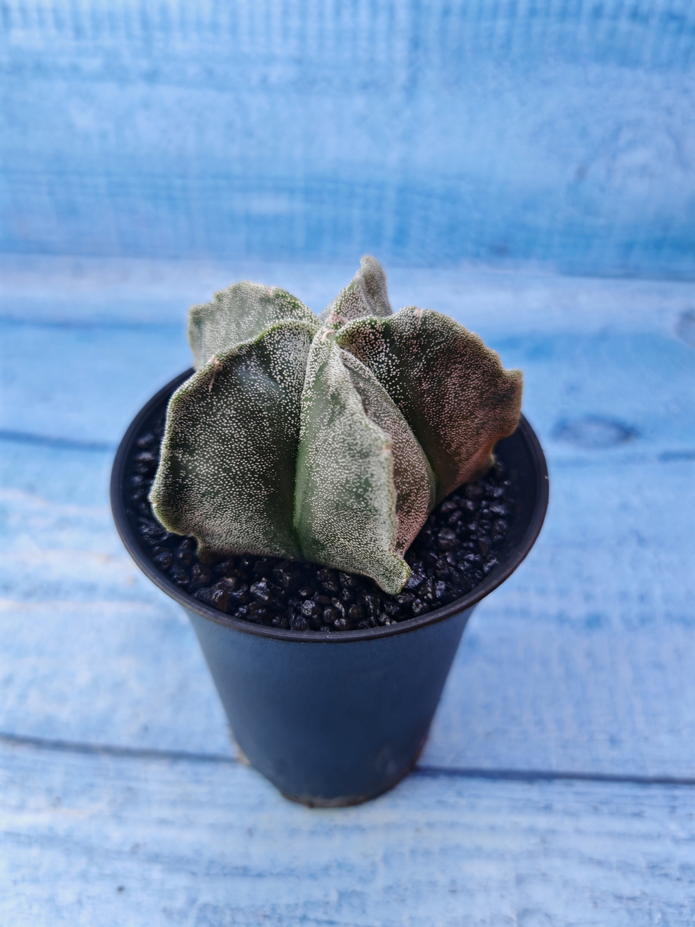 Astrophytum Myriostigma monstrosa (Астрофитум)