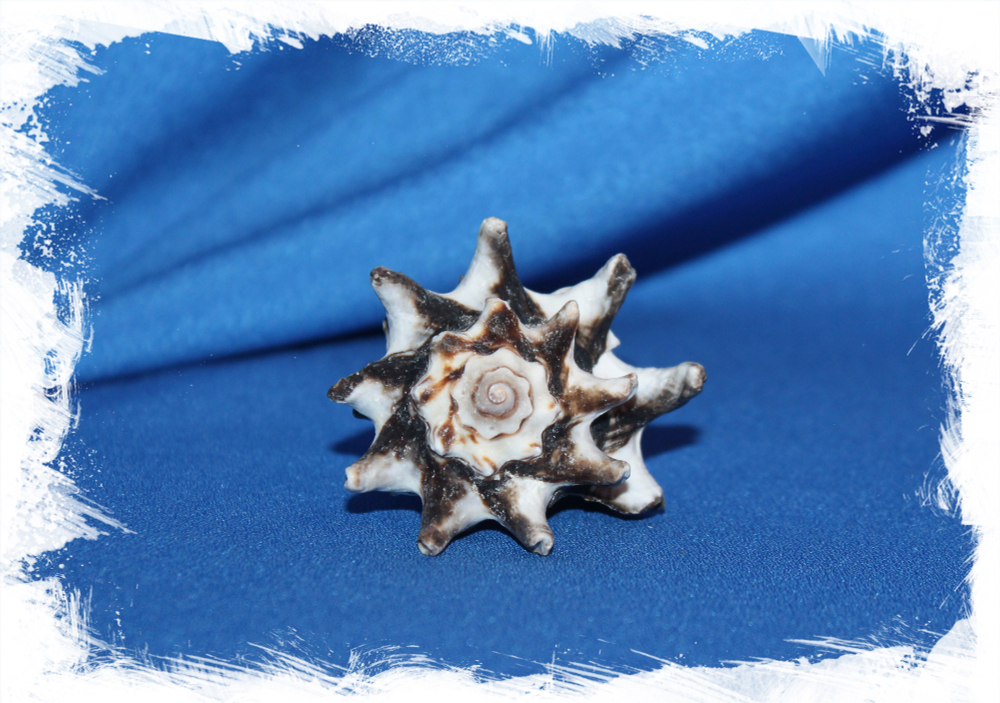 Океаническая раковина Вазум Керамикум, Vasum ceramicum