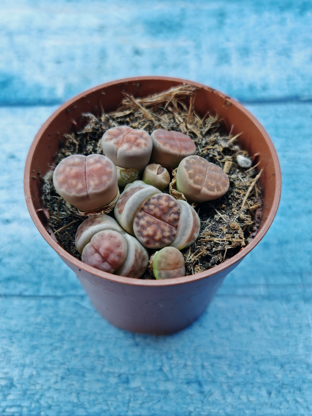 Lithops sp. (Литопсы)