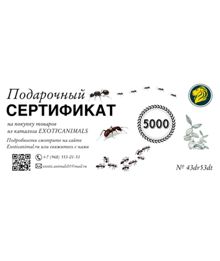 Подарочный сертификат 5000 рублей