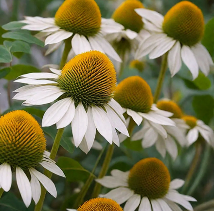 Эхинацея Вайт Свон в контейнере 0,5 л май