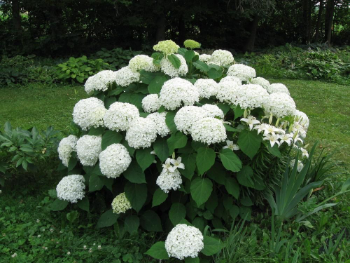 Аннабель (Annabelle)