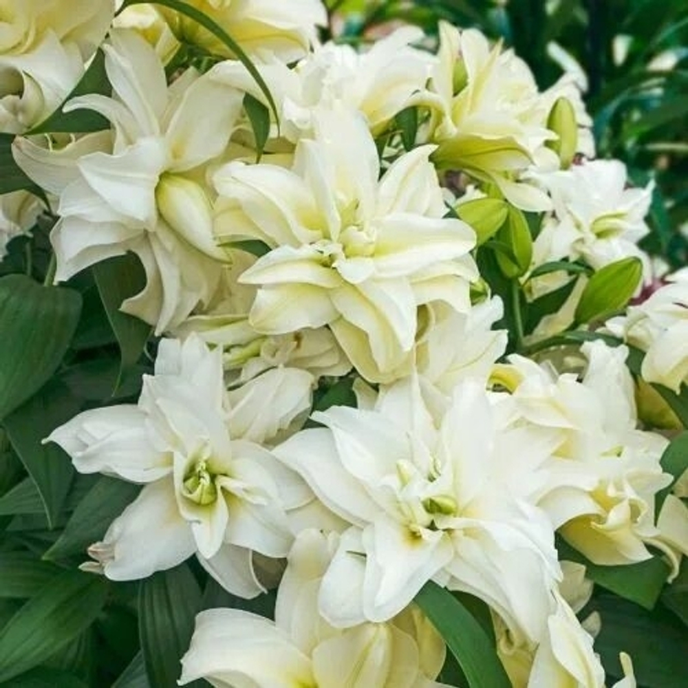 Лилия Roseliliy Joella (Розовидный гибрид )