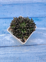 Sinocrassula Yunnanensis (Синокрассула)