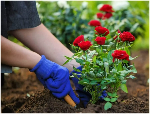 Чек лист Розы