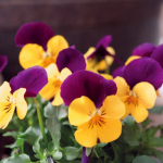 Фиалка рогатая